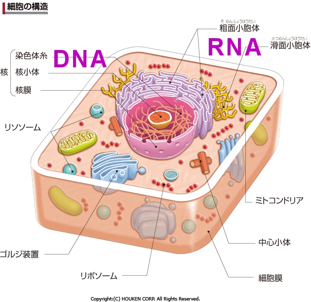 細胞DNA RNA